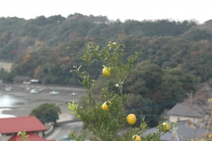 熊本　鶴田有機農園　国産レモン　特別栽培