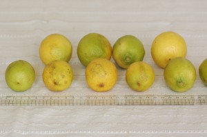 有機栽培レモン　おちびちゃん