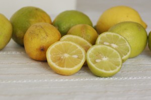 有機栽培レモンおちびちゃん