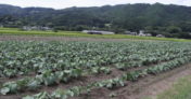 特別栽培ケール生葉