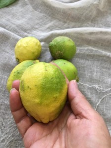 特別栽培レモン　国産