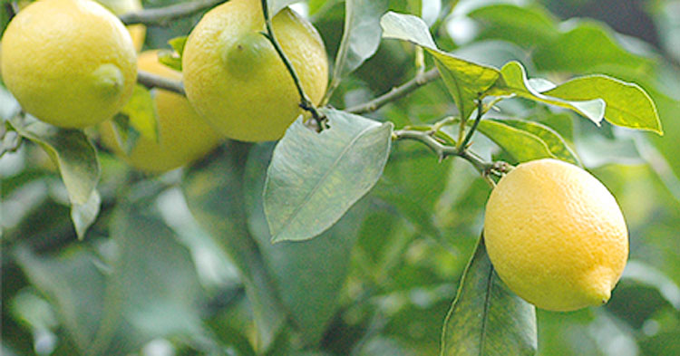 ぜんぶ簡単 すぐできる レモン丸ごと活用レシピ 有機野菜のぶどうの木