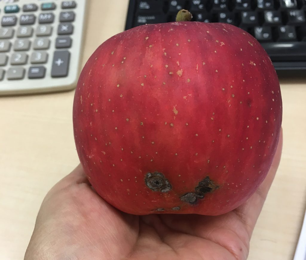 有機栽培りんご　病気