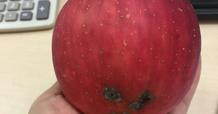 無農薬でリンゴを育てる(黒星病） | 有機野菜のぶどうの木
