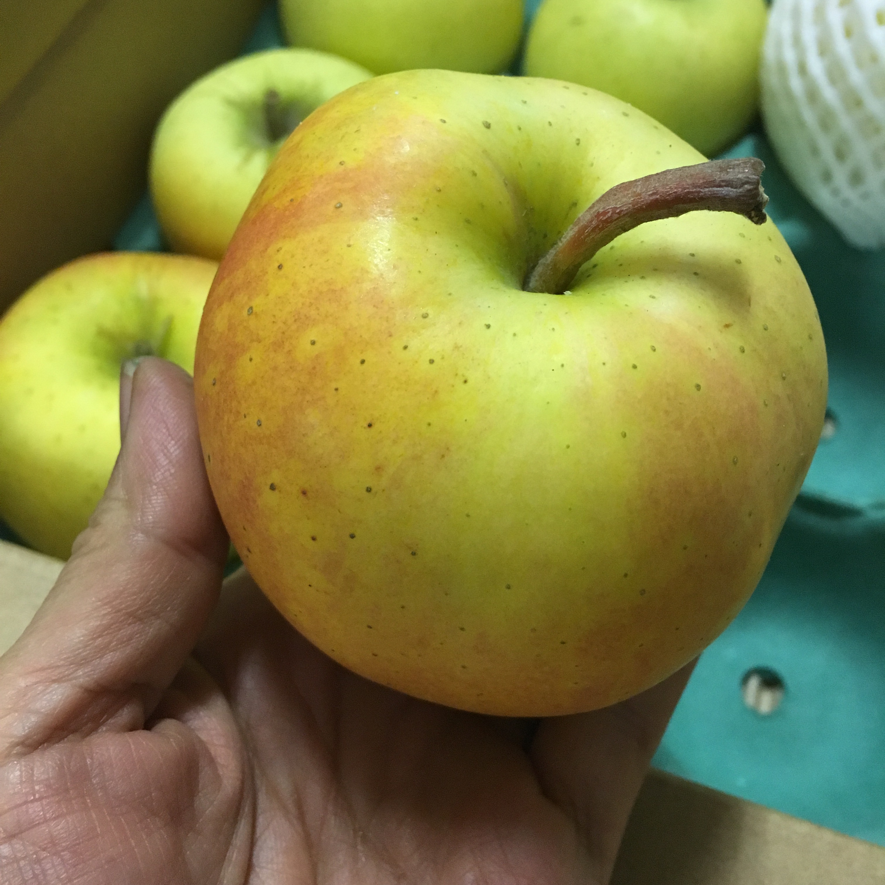 有機栽培りんご　とき