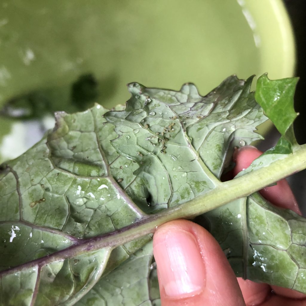 のらぼう菜　葉っぱの裏側に虫がいることがあります