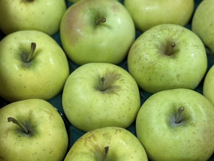 青森県産有機りんご キュート