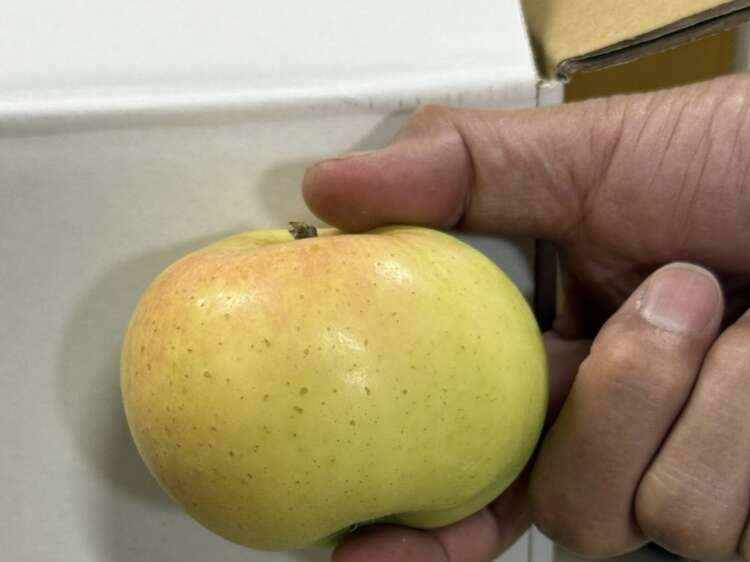 青森県産有機りんご キュート