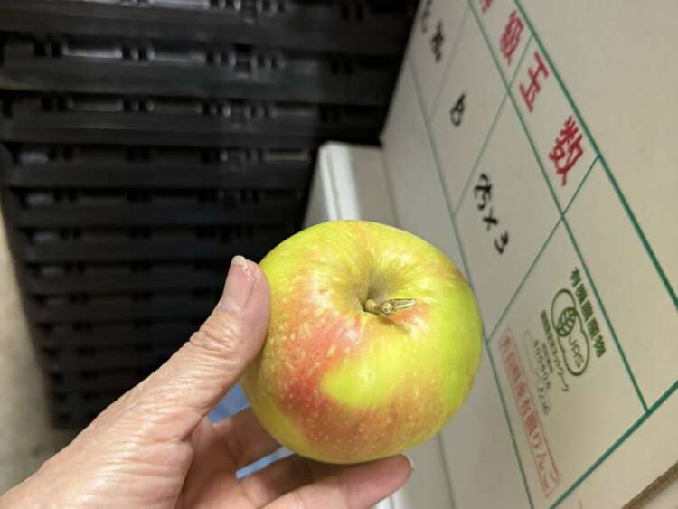 極早生りんご 花祝(はないわい)