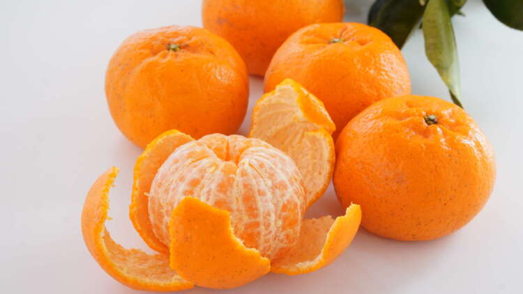 ほとりさんの柑橘（つのかがやき）