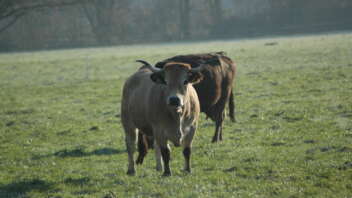 スイスの放し飼い牛